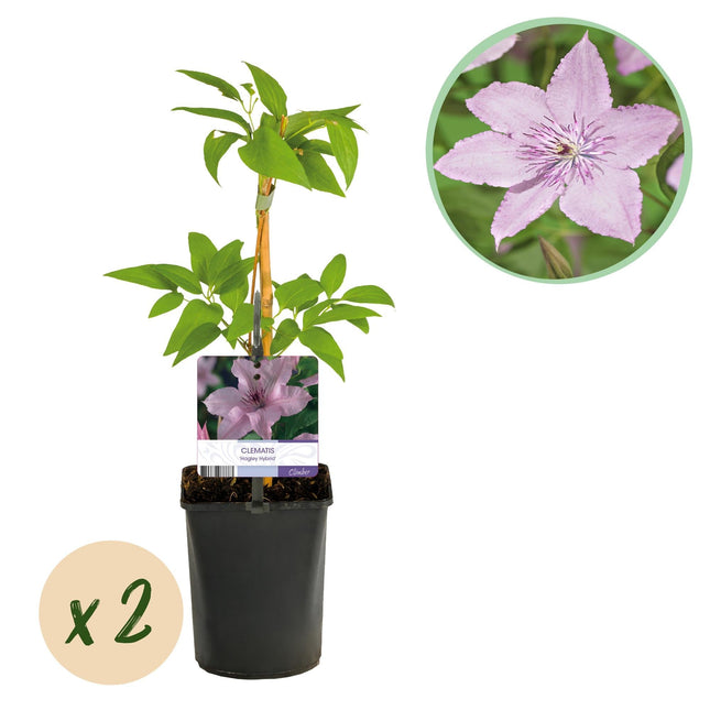 Kletterpflanze Clematis Hagley Hybrid – Rosa Blüten – Wenig Pflege – 2 Pflanzen – 11 cm Höhe 40 cm – Für Garten, Balkon & Pergolen