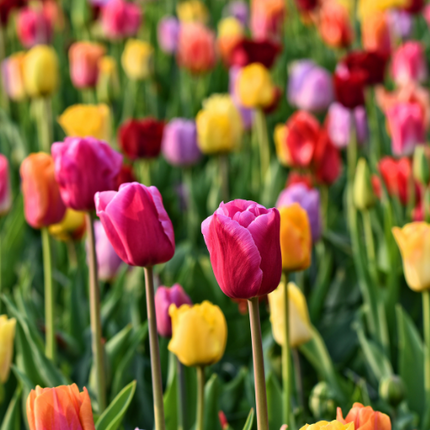 Tulpenzwiebeln Mix – 20 Blumenzwiebeln – Bunte Tulpenmischung für Garten, Topf oder Beet – Frisch vom Züchter – Pflegeleicht & mehrfarbig – Frühblüher für Frühjahr