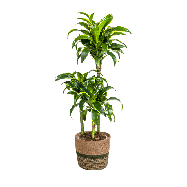 Dracaena Deremensis Dorado inkl. Naturkorb – Höhe 100-120cm – Ø21cm – Pflegeleichte Zimmerpflanze mit glänzenden Blättern