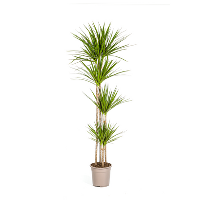 Drachenbaum Dracaena Marginata Green – Große Zimmerpflanze – Ø27 cm – 170-190 cm hoch – Schlanke dunkelgrüne Blätter – Moderner Urban Jungle Klassiker