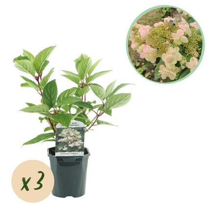 Rispenhortensie – Hydrangea panniculata Wims Red – Blüte Weiß-Rot – 3 Pflanzen für 1m² – Laubabwerfend – Große Blüten – 17cm – Höhe ca. 50cm