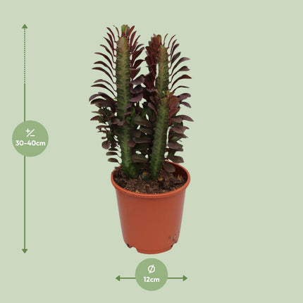 Euphorbia Trigona Rubra – Wolfsmilch – Zimmerpflanze – Ø12cm – ↕40cm – Rote Sukkulente – Pflegeleicht & robust – Für sonnige Innenbereiche