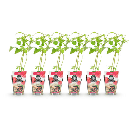 Himbeere Rubus idaeus Ottawa winterhart 6 Pflanzen Ø9cm Höhe 30cm – Rote Himbeere für Garten Beet Balkon & Terrasse – Süße Früchte