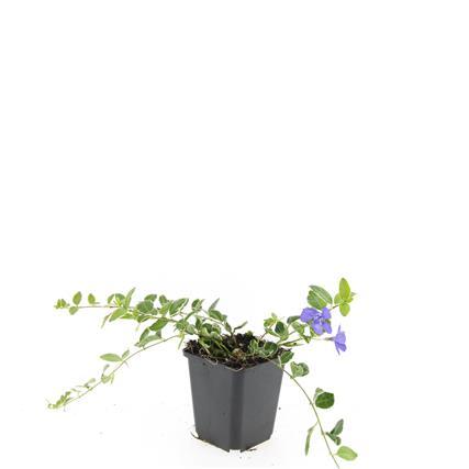 Vinca minor 'Ralph Shugert' – Immergrüner Bodendecker – 24 Pflanzen – Lavendelfarbene Blüten – 10–25 cm – Ø9 cm