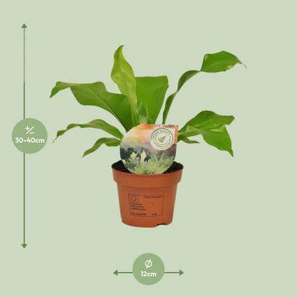 Rippenfarn – Asplenium Nidus – Zimmerpflanze – Ø12cm – ↕35cm – Pflegeleicht & Luftreinigend – Ideal für Halbschatten