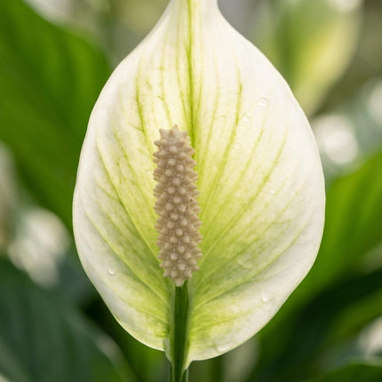 Spathiphyllum Einblatt – 2 Pflanzen – Ø12cm – Höhe 35-40cm – Luftreinigende Zimmerpflanze – Weiße Blüten – Ideal für Wohnraum & Büro