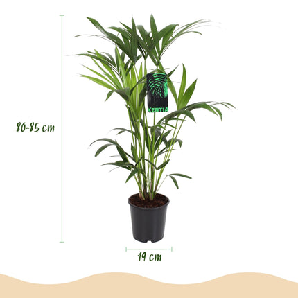 Howea Forsteriana Kentia Palme Zimmerpflanze mit weißem Topf Ø19cm Höhe 80-85cm Pflegeleichte exotische Grünpflanze für Wohnzimmer Büro Schlafzimmer