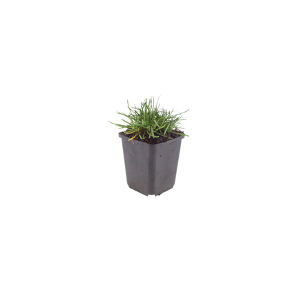 Grasnelke Armeria maritima ‘Splendens’ – 12 Pflanzen – 10-25cm – Ø9cm – Winterharte Staude mit rosa Blüten