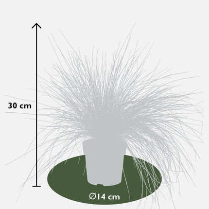 Blauschwingel Festuca glauca Azura Blue Ø14cm – Höhe ca.30cm – silberblaues Ziergras winterhart & immergrün