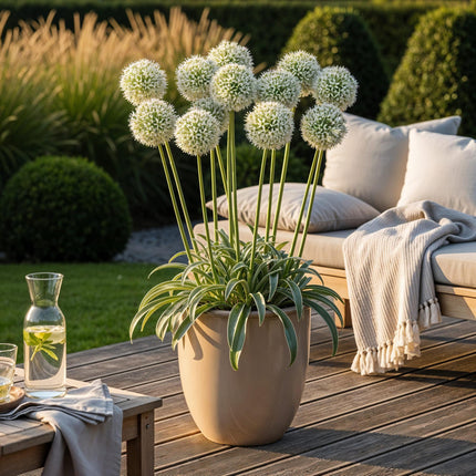 Blumenzwiebeln Allium Mount Everest – 3 Blumenzwiebeln – Weißer Zierlauch – Hohe Blütenkugeln für Beet, Balkon & Terrasse – Bienenfreundlich