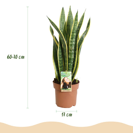 Sansevieria Laurentii – 2 robuste Zimmerpflanzen – 60-70cm – 17cm – Grün – Gelb – Pflegeleicht & luftreinigend