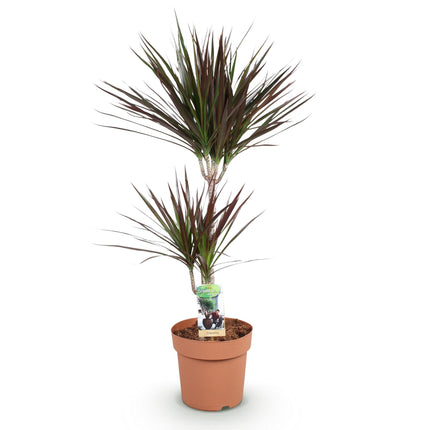Dracaena Magenta – Drachenbaum – 21cm – Höhe 90-100cm – Pflegeleichte rot – grüne Zimmerpflanze mit dekorativen Stämmen für Wohnzimmer und Büro