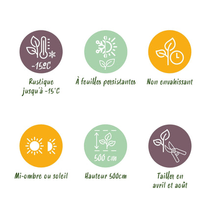 Prunus lusitanica Angustifolia – Chickasa-Pflaume – Immergrüne Heckenpflanze – Blatt Grün – 9 cm x H30–35 cm – pflegeleicht – 8 Pflanzen