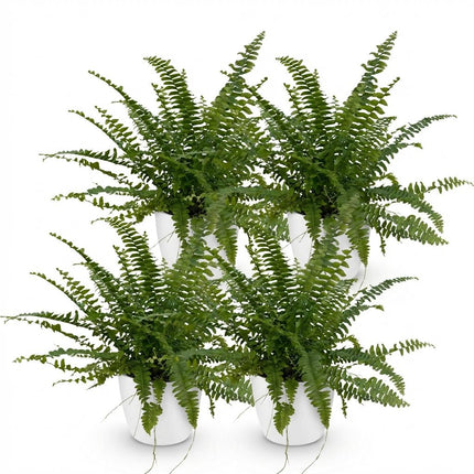 Nephrolepis Exaltata Green Lady Farn Pflanze 4er Set mit weißem Topf Ø12cm Höhe 25cm Haustierfreundliche pflegeleichte Grünpflanze für Zimmer & Büro