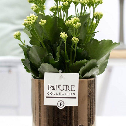 Kalanchoe Weiß in Keramiktopf Goldbronze – Ø12cm ↕27cm – Blühende Zimmerpflanze weiß blühend – Pflegeleicht & langlebig