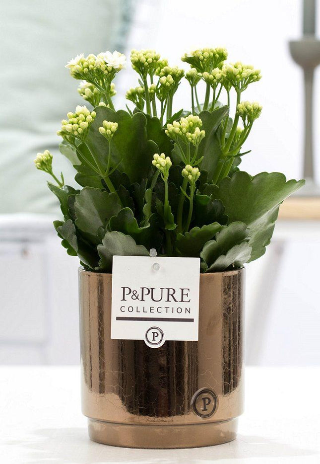 Kalanchoe Weiß in Keramiktopf Goldbronze – Ø12cm ↕27cm – Blühende Zimmerpflanze weiß blühend – Pflegeleicht & langlebig