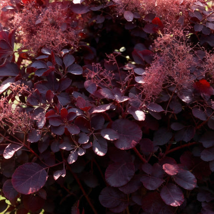 Cotinus coggygria Lilla – 3 Pflanzen – 12cm – Höhe ca. 35cm – Laubabwerfender Perückenstrauch mit lila Sommerblüten & purpurrotem Laub