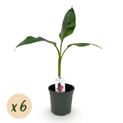 Bananenpflanze Musa sikkimensis Red Tiger – 6 Pflanzen – Winterhart – Obstpflanze – Topf Ø17 cm, Höhe 40 cm – Exotische Gartenbanane mit einzigartiger Farbenpracht