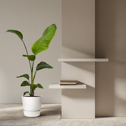 Weißer Paradiesvogel – Strelitzia Nicolai – Zimmerpflanze – Ø17cm – ca. 100 cm hoch – Exotisches Grün für Innenräume - 2 Pflanzen