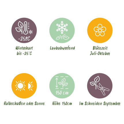 Rispenhortensie - Hydrangea arborescens Annabelle - Weiße Blüte - 3 Pflanzen - 1m2 - Laubabwerfend - Große Blüten - 17cm Höhe 50cm - Winterhart