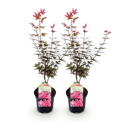 Japanischer Ahorn – Acer palmatum 'Skeeter’s Broom' – 2 Pflanzen – ca. 70 cm hoch – Ø19 cm – kompakt wachsend – Balkon- & Gartenpflanze