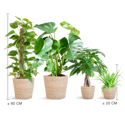 Pflegeleichter Pflanzkasten – medium – Easy Plant Box mit 4 Zimmerpflanzen + Sofia-Korb – wenig Pflege – stilvolle Deko