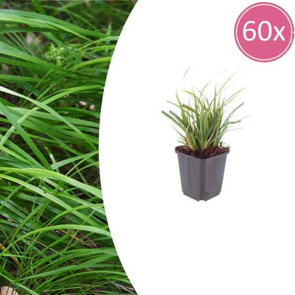Japan – Segge Carex morrowii – 60 Pflanzen – Immergrünes Ziergras für Schatten & Halbschatten – Bodendecker für Beet & Garten – 10-25cm – Ø9cm