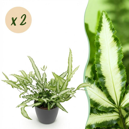 Pteris Cretica Albolineata Schwertfarn Pflanze 2er Set mit grauem Topf Ø12cm Höhe 20cm Haustierfreundliche Grünpflanze pflegeleicht für Zimmer & Büro