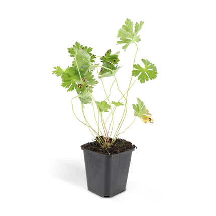 Geranium Rozanne – Blühender Bodendecker – 48 Pflanzen – ↕10–25cm – Ø9cm – Langanhaltende Blüte von Mai bis Herbst – Pflegeleicht & winterhart – Für Beete, Rabatten & Kübel