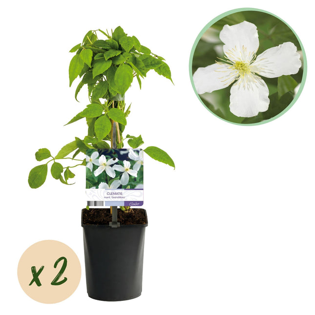 Clematis montana Grandiflora – 2 Pflanzen 11cm – ca. 40cm hoch – Schnellwachsende Kletterpflanze mit großen weißen Blüten – Pflegeleicht & robust – Für Garten, Pergola & Zaun