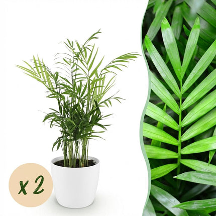 Chamaedorea elegans 2er Set Pflanzen Mit Weißem Topf Ø12cm Höhe ca.15cm Goldpalme Haustierfreundlich Luftreinigend Pflegeleicht Für Zimmer Büro &