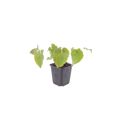 Elfenblume Epimedium perralchicum Frohnleiten – 6 Pflanzen – Wintergrüne Staude für Schatten & Halbschatten – Bodendecker für Garten & Beet – 10-25cm – Ø9cm – Pflegeleicht
