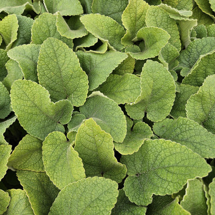 Russel-Brandkraut – Phlomis russeliana – 24 Pflanzen – Gelb blühende Staude – Sonnig bis halbschattig – Bienen- & Schmetterlingsfreundlich – Ø9cm – 10-25cm