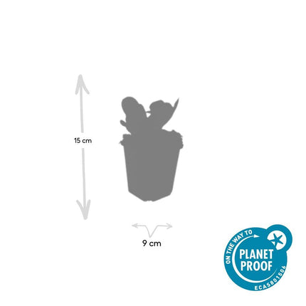 Bergenia cordifolia 'Herbstblüte' – 48 Pflanzen – ↕10-25cm – Ø9cm – Immergrüne Staude – Herbstblüte in Rosa – Pflegeleicht – Für Schattige Standorte