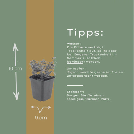 Origanum laevigatum Herrenhausen – 48 Pflanzen – Ø9cm – Höhe 10-25cm – Winterharter Zieroregano – Bienenfreundlich – Für Beet, Steingarten & Präriegarten