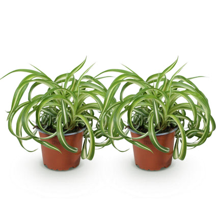 Chlorophytum comosum Bonnie – 2 Pflanzen – Ø12cm Höhe 20-25cm – Grünlilie mit grün – weißen gedrehten Blättern – Haustierfreundliche Zimmerpflanze