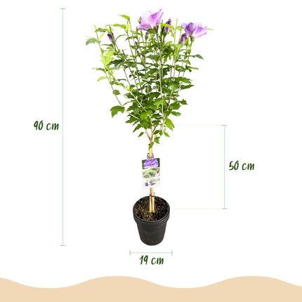 Hibiscus syriacus Lavender Chiffon – Stamm-Pflanze Ø19cm – ca. 90cm hoch – Winterharte Terrassen- & Balkonpflanze – Lila gefüllte Blüten – Pflegeleicht & bienenfreundlich