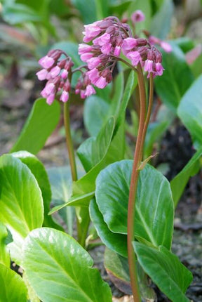 Bergenie – Bergenia cordifolia 'Herbstblüte' – ↕10-25cm – Ø9cm – 6 Pflanzen – immergrün & winterhart