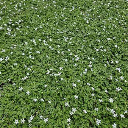 Weißer Bubikopf Isotoma fluviatilis 'Alba' – ↕10-25cm – Ø9cm – 6 Pflanzen – Bodendecker, Winterhart, Pflegeleicht, Weiße Blüten, Halbschatten geeignet