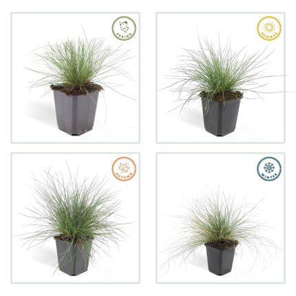 Blau-Schwingel – Festuca glauca 'Elijah Blue' – ↕10-25 cm – Ø9 cm – 6 Pflanzen – Ziergras – Blau-graues Gras – Pflegeleicht & Winterhart – Steingarten & Beete