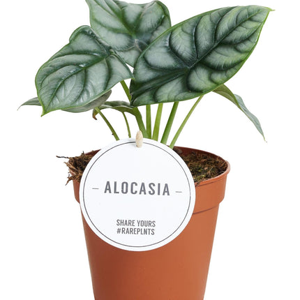 Alocasia Silver Dragon – Elefantenohr – Zimmerpflanze – Ø12cm – 25cm hoch – Silbergrüne Blätter mit Drachenmuster – Pflegeleicht & kompakt – Für moderne Wohnräume & Urban Jungle