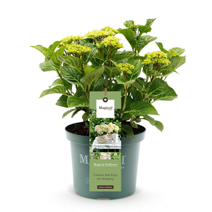 Hortensie Magical Noblesse – Hydrangea macrophylla – Weiß – Balkonpflanze – 23cm Ca. 55cm hoch – 6-10 Blüten – Für Balkon, Terrasse & Beet