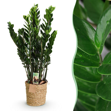 Zamioculcas – 80-90cm – 21cm inkl. Naturkorb – Pflegeleichte ZZ – Pflanze – Robust & luftreinigend – Grünpflanze für Wohnzimmer, Büro & Schlafzimmer