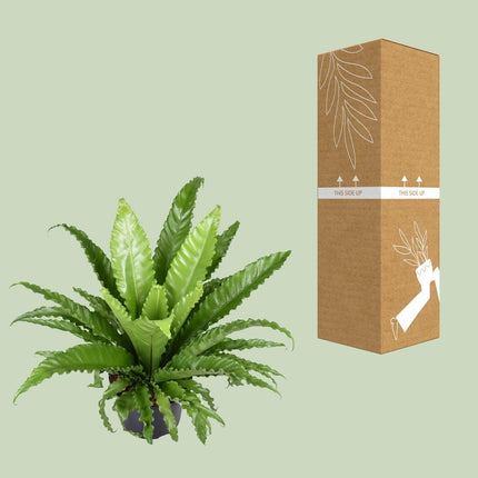 Nestfarn – Asplenium Antiquum Osaka – Zimmerpflanze – Ø23cm – ↕60cm – Üppige grüne Wedel – Pflegeleicht