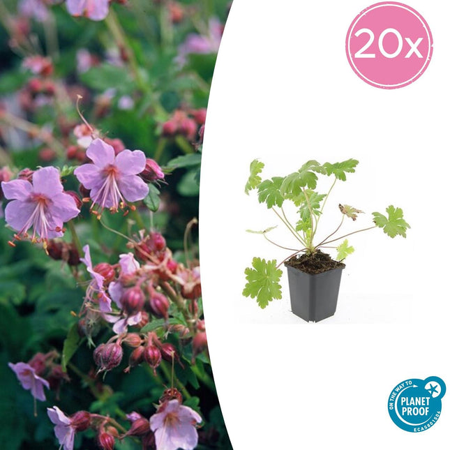 Balkan-Storchschnabel Geranium macrorrhizum 'Ingwersen's Var.' – ↕10-25cm – Ø9cm – 20 Pflanzen – Zartrosa Blüten – Aromatischer Bodendecker – Pflegeleicht