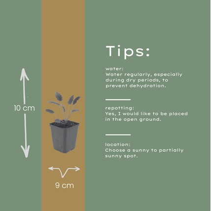 Sanguisorba officinalis Tanna – 6 Pflanzen – Ø9cm – Höhe 10-25cm – Winterharte Staude – Dunkelrote Blütenähren – Für Beet, Naturgarten & Präriegarten