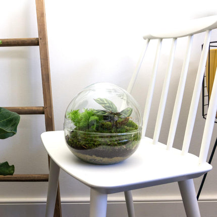 DIY Flaschengarten Set – Dome Glas – Ø20 cm x H20 cm – Mini-Biotop mit Pflanzen & Moos – Selbstversorgendes Pflanzterrarium – Inkl. Fittonia, Calathea, Moos & Zubehör – Pflegeleicht & dekorativ