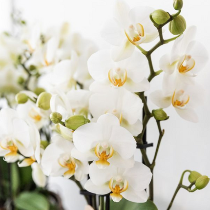 Pflanzenset – Weiße Phalaenopsis Orchidee Lausanne & Sukkulente – Keramik-Ziertöpfe auf weißem Tablett – Zimmerpflanze – Ø9 cm