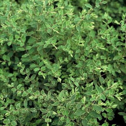 Symphoricarpos chenaultii 'Hancock' – 48 Pflanzen – weiß blühender & fruchtender Bodendecker – winterhart & pflegeleicht