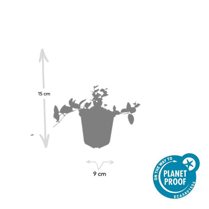 Vinca minor 'Argenteovariegata' – Immergrün – 48 Pflanzen – ↕10-25 cm – Ø9 cm – Wintergrüner Bodendecker mit silbrig-weißem Rand & violetten Blüten – Schattentauglich & Pflegeleicht